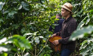 Julius Meinl sprijină micii producători de cafea pentru culturi mai sustenabile