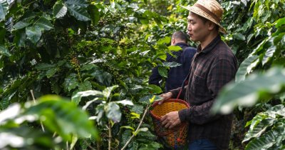 Julius Meinl sprijină micii producători de cafea pentru culturi mai sustenabile