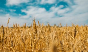 Investment of $5.6 mn for the company that makes leather from grain fibers