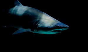 Sharks can teach us how to stay "forever young" and how to live longer