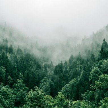„Devoratorii de CO2”: Speciile de copaci care ne ajută să decarbonizăm planeta