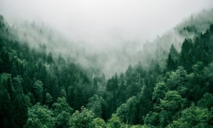 The tree species with a serious appetite for CO2 that help us decarbonize