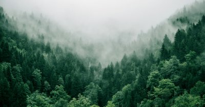 The tree species with a serious appetite for CO2 that help us decarbonize
