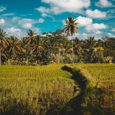 Cultivating rice has a methane problem that this startup can solve