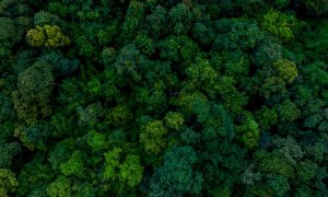 Startup-ul care ajută proiectele de conservare să plătească cu credite de carbon