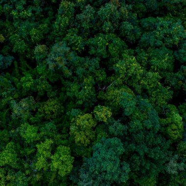 The startup that allows conservation projects pay with verified carbon credits