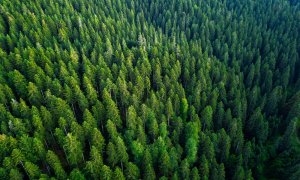 Wildfires and pests threaten the world's forests. Here's how to protect them