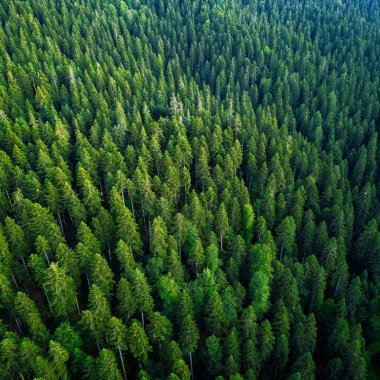 Wildfires and pests threaten the world's forests. Here's how to protect them