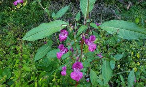 Cât de periculoase sunt speciile de plante străine invazive pentru ecosistemul bio