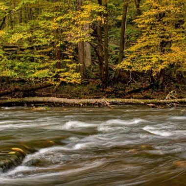 Rewilding România reconectează ecosistemele acvatice din Carpații Meridionali