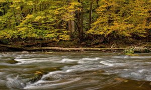 Rewilding Romania reconnects the aquatic ecosystems in Romania's Carpathians