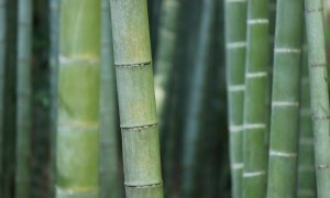 Bamboo, the "carbon sponge" that can help us build a durable future