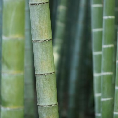 Bamboo, the "carbon sponge" that can help us build a durable future