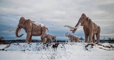 Din nou printre noi: specii de animale care vor umbla din nou pe Pământ