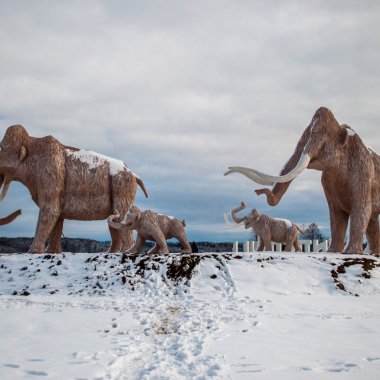 Reuniting with old friends: how the wooly mammoth can help our climate goals