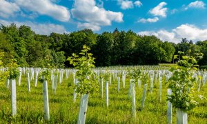 Airlines and mining companies invest in nature-based land regeneration