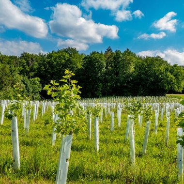 Airlines and mining companies invest in nature-based land regeneration