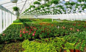 CO2-enriched greenhouses: how it helps us intelligently use polluting gases
