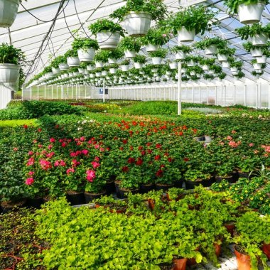 CO2-enriched greenhouses: how it helps us intelligently use polluting gases