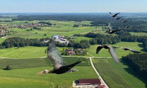 Assisted migration helps scientists bring back extinct species successfully