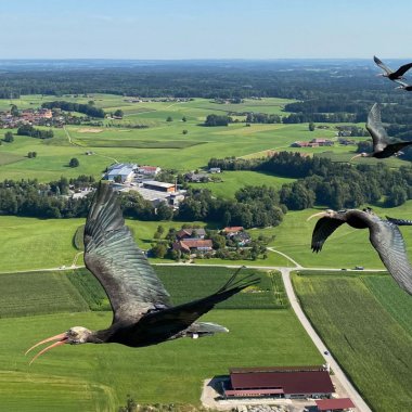 Assisted migration helps scientists bring back extinct species successfully
