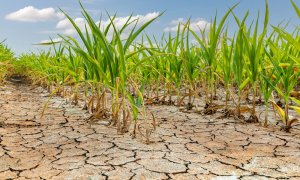 Sistemul alimentar global, amenințat de fenomenele meteo extreme actuale
