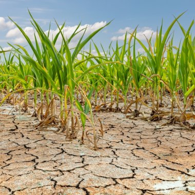The global climate crisis exposes the flaws of the world's current food system