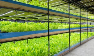 The Swedes that help supermarkets grow their own crops for customers