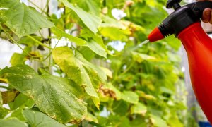 NitroVolt bagă viteză după o investiție ca să producă fertilizanți sustenabili