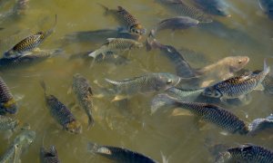 Peste 23.000 de specii de apă dulce riscă extincția