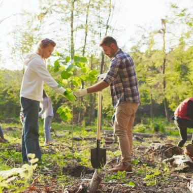 Microsoft începe anul cu un nou angajament de plantare a milioane de copaci