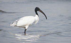 Specia invazivă iubită de egipteni care a destabilizat ecosistemele europene