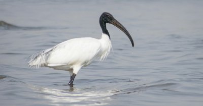Specia invazivă iubită de egipteni care a destabilizat ecosistemele europene