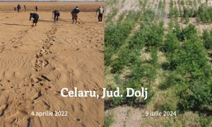 Adoptă un Copac plantează 280.000 de puieți pentru viitorul verde al României