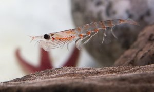 Oamenii de știință pot număra din spațiu creaturi marine minuscule