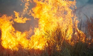 Planta omniprezentă care poate deveni combustibil pentru incendii