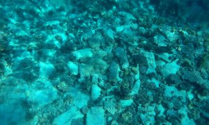 Dronele subacvatice pot ajuta la renașterea vieții maritime