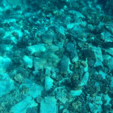 Dronele subacvatice pot ajuta la renașterea vieții maritime