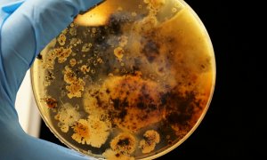 Bacteriile marine antrenate pentru a consuma rapid plasticul din oceane