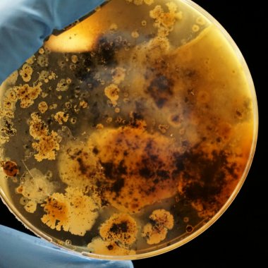 Bacteriile marine antrenate pentru a consuma rapid plasticul din oceane