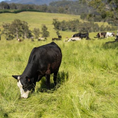 Este carnea de vită hrănită cu iarbă mai bună pentru planetă?