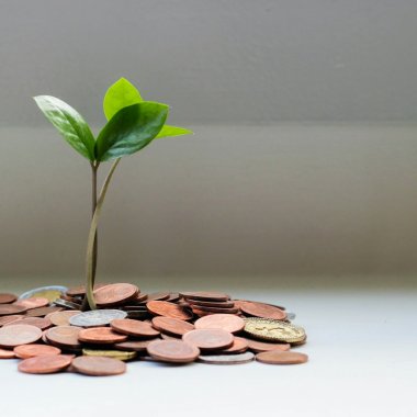 Olandezii care implică societatea în finanțarea soluțiilor verzi ridică €105 mil