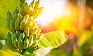 Cum putem rămâne fără banane din cauza schimbărilor climatice