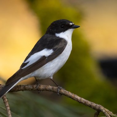 Modul în care cercetătorii ajută păsările să se adapteze la criza climatică