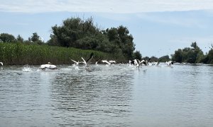 Cum contribuie 5G-ul la protejarea naturii și a comunităților din Delta Dunării