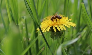 5 moduri prin care poți ajuta insectele să nu dispară
