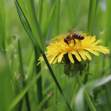 5 moduri prin care poți ajuta insectele să nu dispară