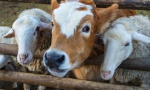 Boala vacii stresate: căldura extremă reduce producția de lapte la nivel global