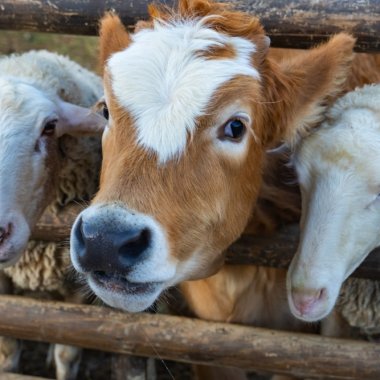 Boala vacii stresate: căldura extremă reduce producția de lapte la nivel global