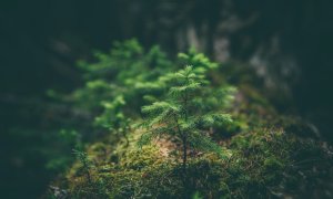 Accelerator european pentru startup-uri de Nature & CleanTech - înscrieri deschise